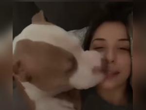 Unveiling the Taboo: Free Beastiality Experiences