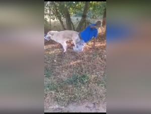 Shock video: Caught in action with his dog